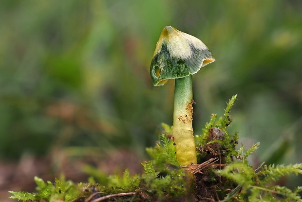 lúčnica žltozelená Gliophorus psittacinus (Schaeff.) Herink