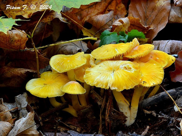 lúčnica vosková Hygrocybe ceracea (Wulfen) P. Kumm.