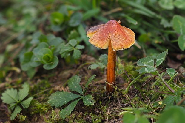 lúčnica kužeľovitá Hygrocybe conica (Schaeff.) P. Kumm.