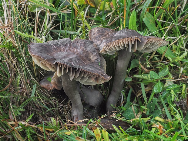 lúčnica ovčia Hygrocybe ovina (Bull.) Kühner