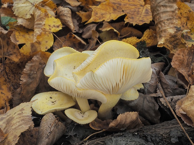 šťavnačka žltovločkatá Hygrophorus chrysodon (Batsch) Fr.