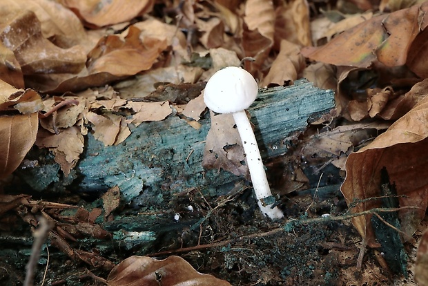 šťavnačka slonovinová Hygrophorus eburneus (Bull.) Fr.