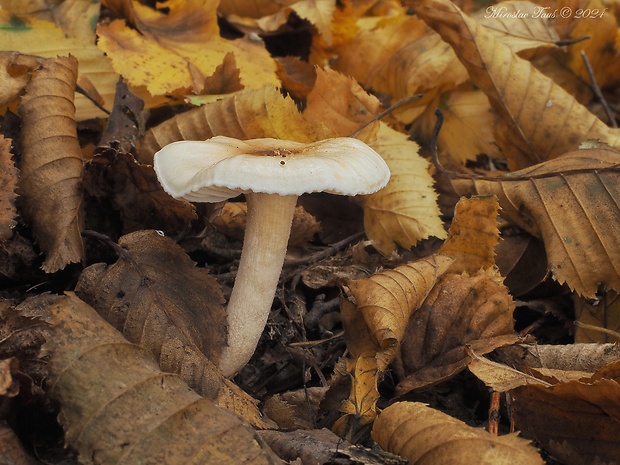 šťavnačka Lindtnerova Hygrophorus lindtneri M.M. Moser