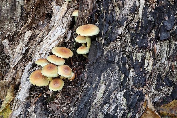 strapcovka zväzkovitá Hypholoma fasciculare (Huds.) P. Kumm.