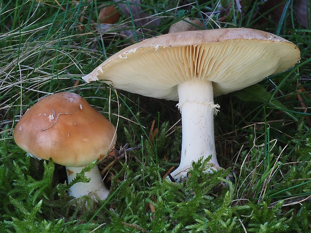 bielopavučinovec hľuznatý Leucocortinarius bulbiger (Alb. & Schwein.) Singer