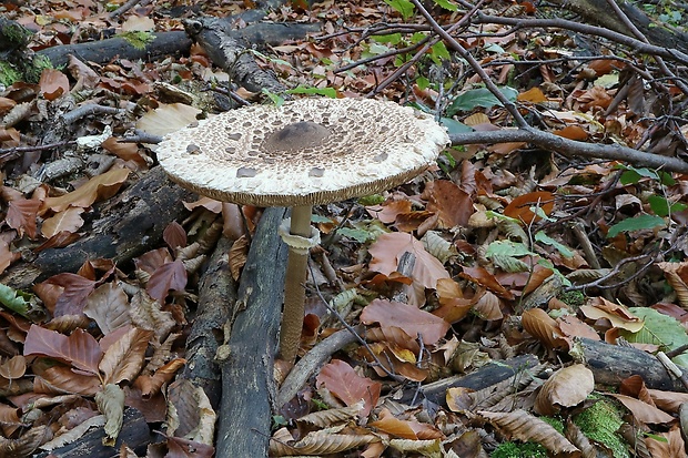 bedľa vysoká Macrolepiota procera (Scop.) Singer