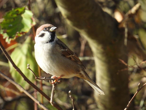 vrabec poľný Passer montanus