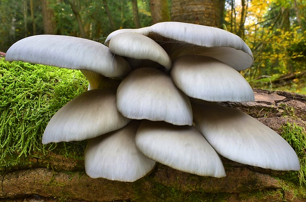 hliva ustricovitá Pleurotus ostreatus (Jacq.) P. Kumm.