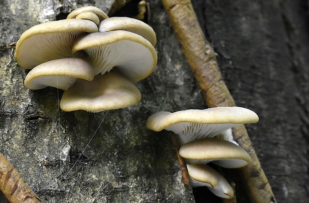 hliva buková Pleurotus pulmonarius (Fr.) Quél.