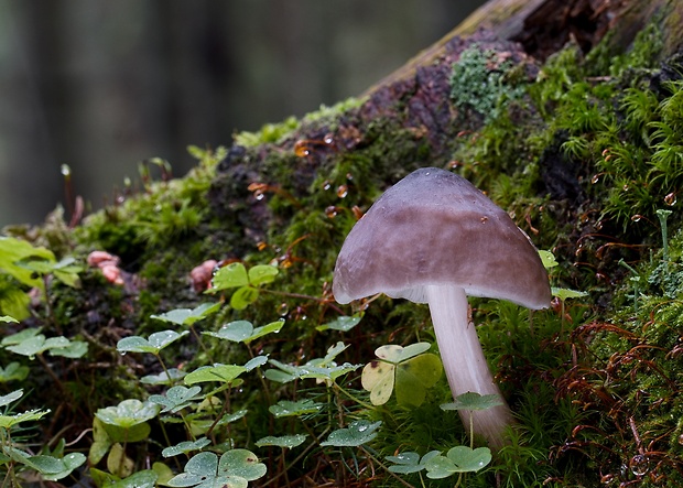 štítovka Pluteus sp.