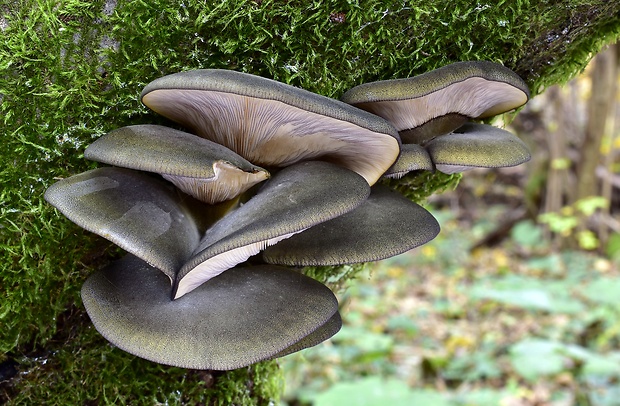 pňovka neskorá Sarcomyxa serotina (Pers.) P. Karst.