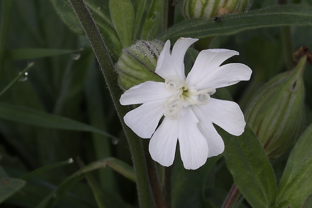 silenka biela pravá Silene latifolia subsp. alba (Mill.) Greuter et Burdet