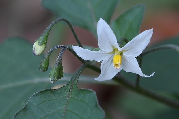 ľuľok čierny Solanum nigrum L.