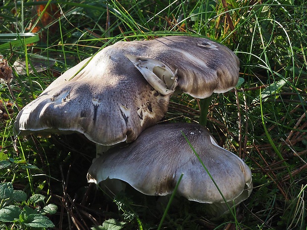 čírovka sivá Tricholoma portentosum (Fr.) Quél.