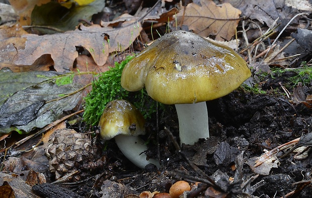 čírovka zelenohnedastá Tricholoma sejunctum (Sowerby) Quél.