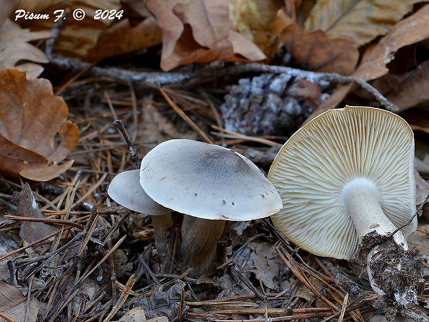 čírovka Tricholoma sp.