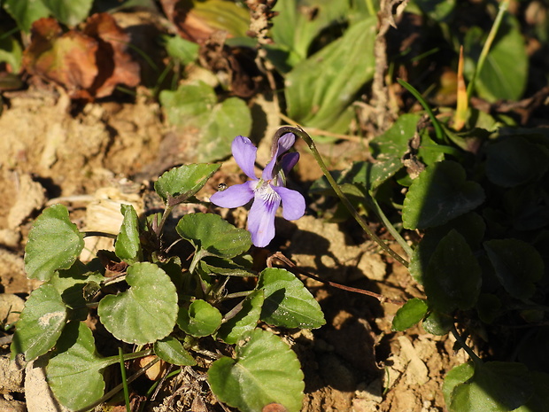 fialka Viola sp.