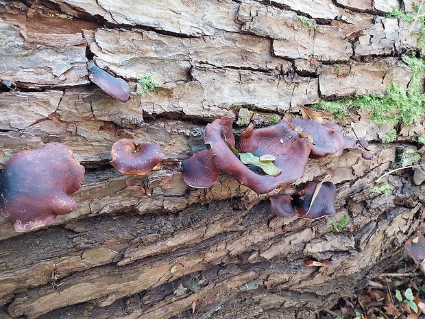 uchovec bazový Auricularia auricula-judae (Bull.) Quél.