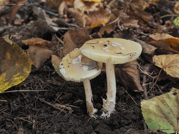 muchotrávka slamovožltá Amanita gemmata (Fr.) Bertill.