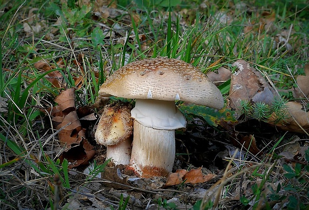 muchotrávka červenkastá Amanita rubescens Pers.