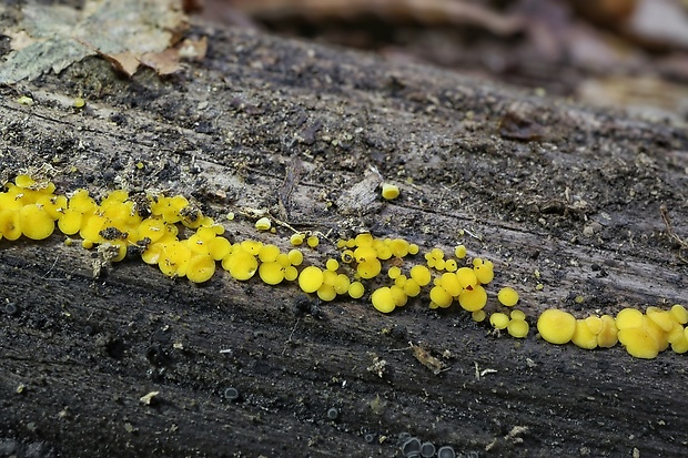 okrasník Bisporella sp.