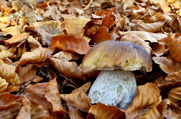 hríb smrekový Boletus edulis Bull.