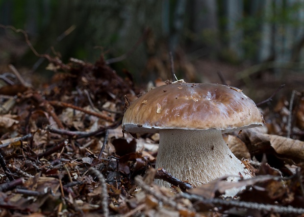 hríb smrekový Boletus edulis Bull.