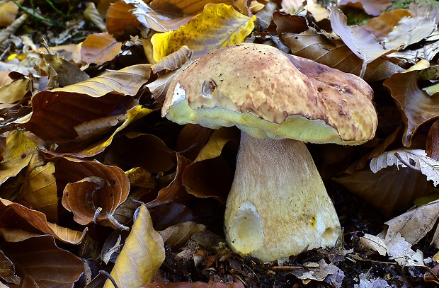 hríb sosnový Boletus pinophilus Pil. et Dermek in Pil.