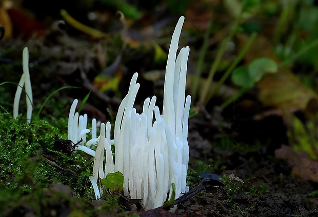 kyjačik lámavý Clavaria fragilis Holmsk.