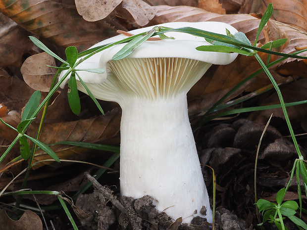 strmuľka inovaťová Clitocybe nebularis (Batsch) P. Kumm.