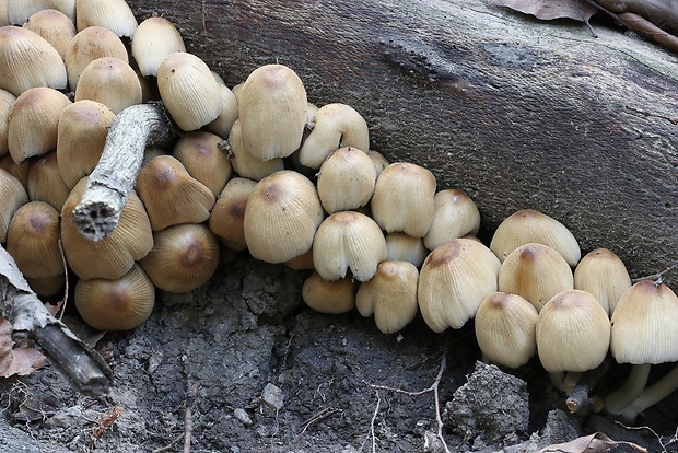 hnojník Coprinellus sp.