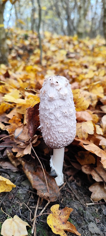 hnojník obyčajný Coprinus comatus (O.F. Müll.) Pers.