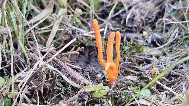 žezlovka hmyzová Cordyceps militaris (Fr.) Link