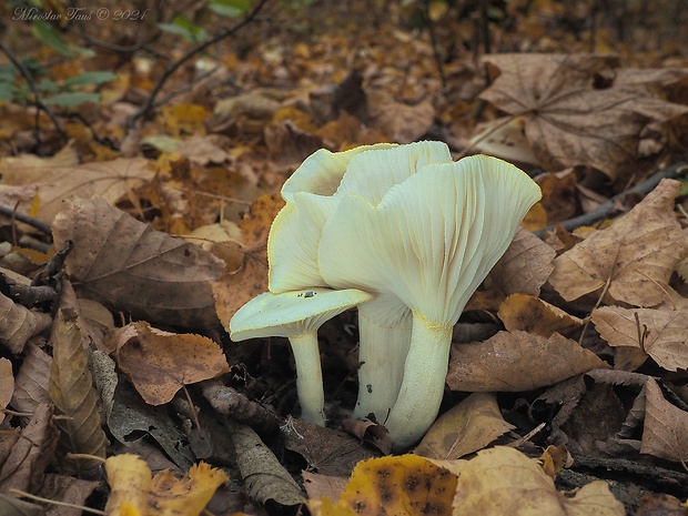 šťavnačka žltovločkatá Hygrophorus chrysodon (Batsch) Fr.