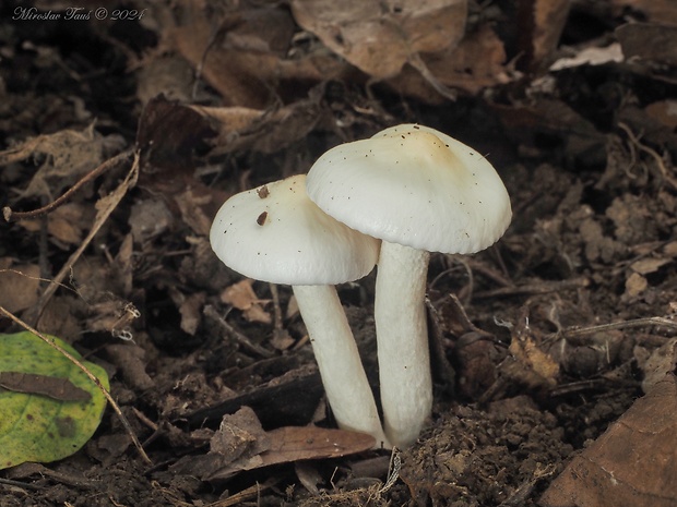 šťavnačka mydlová Hygrophorus cossus (Sowerby) Fr.