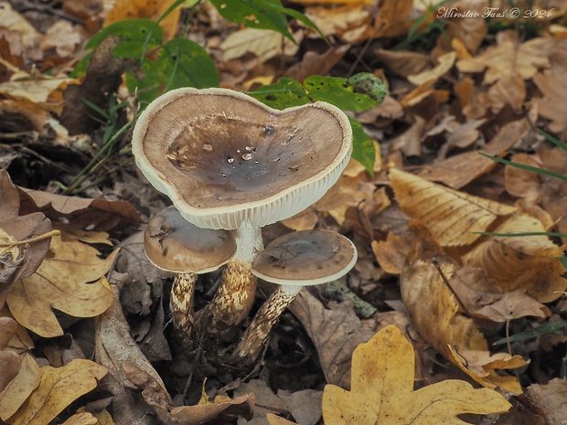 šťavnačka Persoonova Hygrophorus persoonii Arnolds