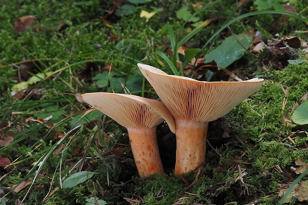 rýdzik jedľový Lactarius salmonicolor R. Heim & Leclair