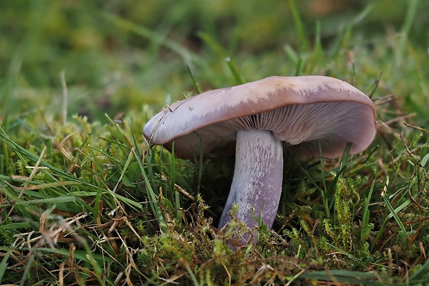 pôvabnica fialová Lepista nuda (Bull.) Cooke