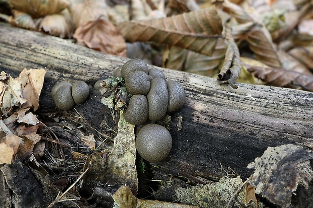 vlčinka Lycogala sp.