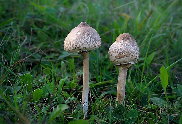 bedľa štíhla Macrolepiota mastoidea (Fr.) Singer