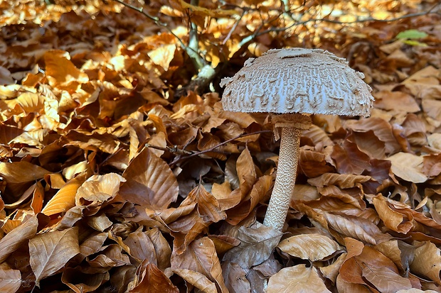 bedľa vysoká Macrolepiota procera (Scop.) Singer