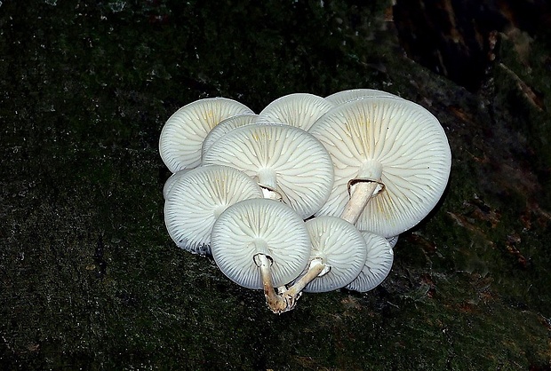 sliznačka obyčajná Mucidula mucida (Schrad.) Pat.