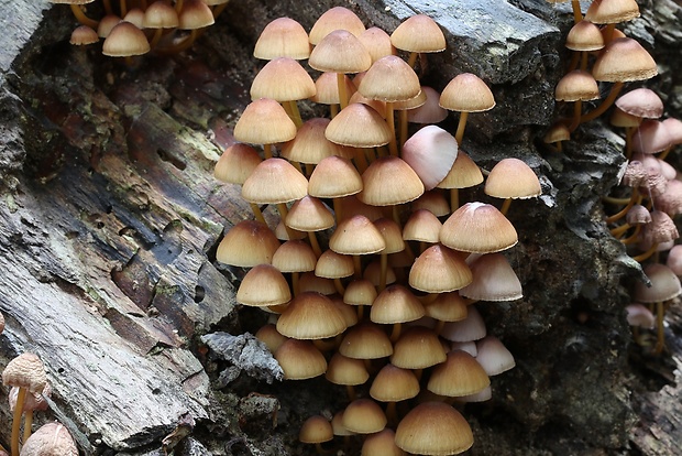 prilbička žltohlúbiková Mycena renati Quél.