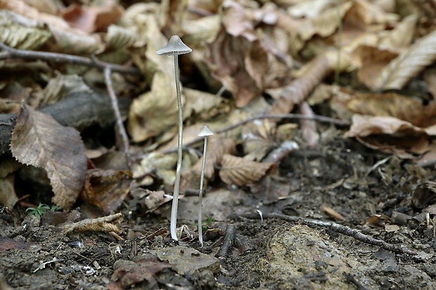 prilbička Mycena sp.