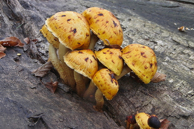 šupinovka Pholiota sp.