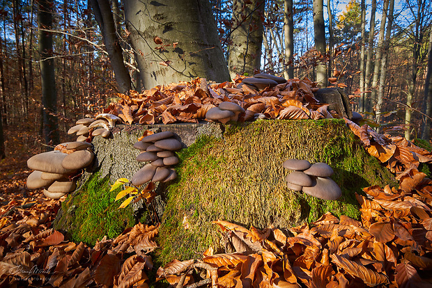 hliva ustricovitá Pleurotus ostreatus (Jacq.) P. Kumm.