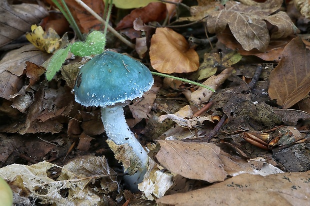 golierovka zelenomodrá Stropharia caerulea Kreisel