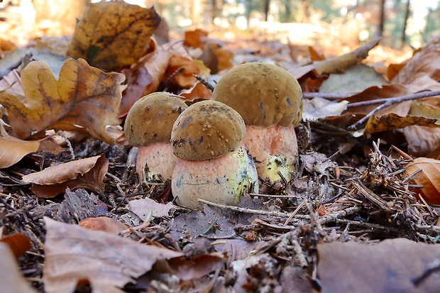 hríb zrnitohlúbikový Sutorius luridiformis (Rostk.) G. Wu & Zhu L. Yang