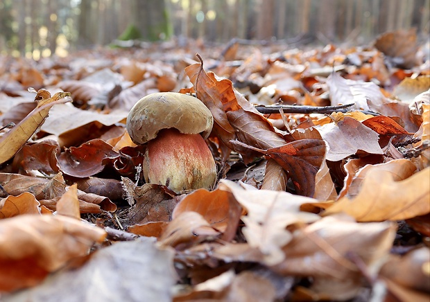 hríb zrnitohlúbikový Sutorius luridiformis (Rostk.) G. Wu & Zhu L. Yang