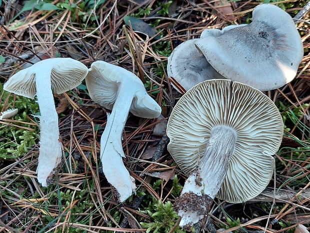 čírovka sivá ? Tricholoma  cf. portentosum (Fr.) Quél.